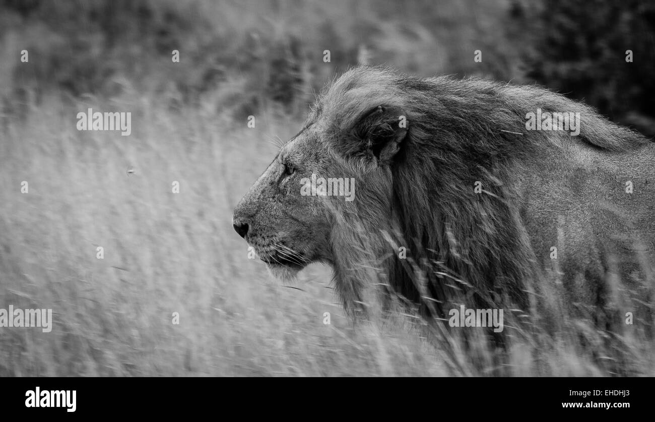 Male lion head shot profile hi-res stock photography and images - Alamy