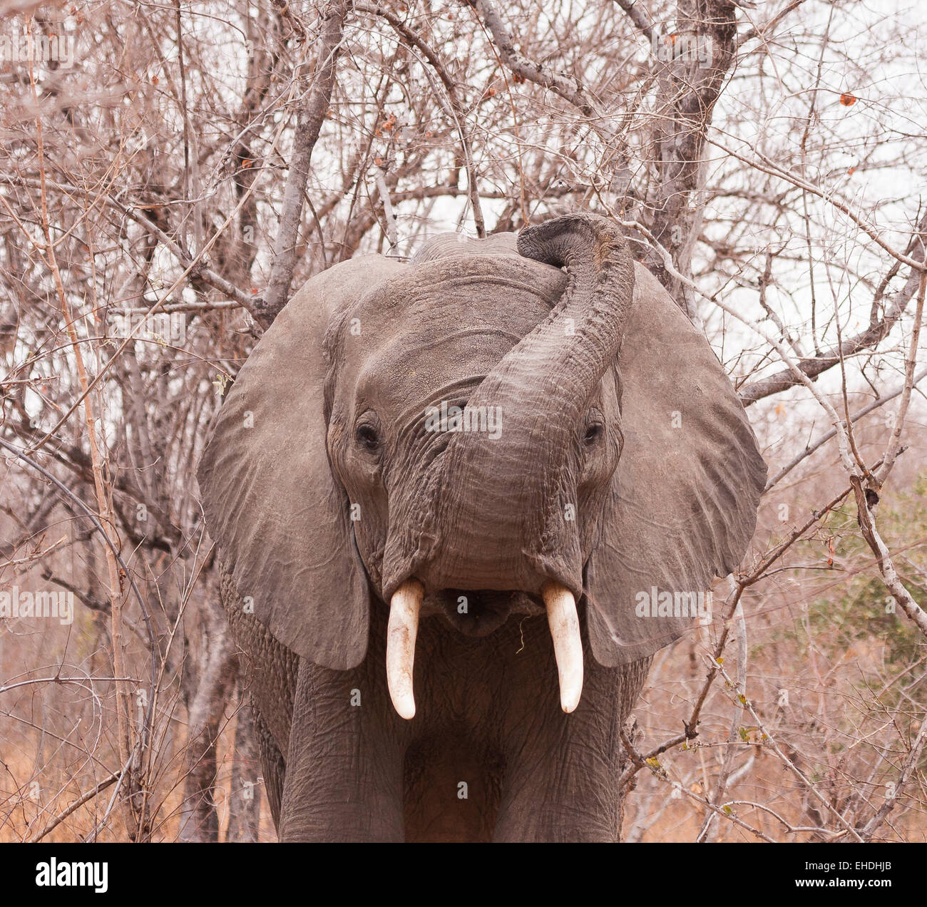 African elephant Stock Photo