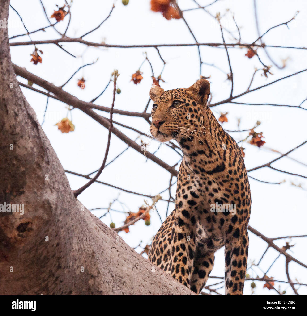 A leopard in a baobab tree. Stock Photo