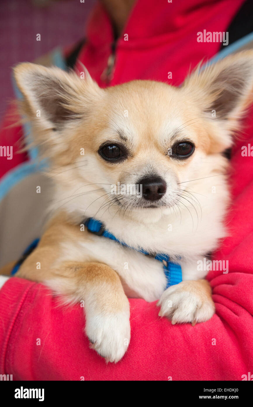 the chihuahua dog artu, camargue, provence, france, europe Stock Photo