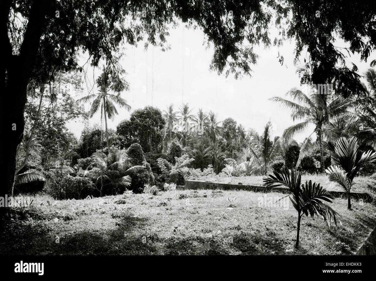 Travel Photography - Landscape of a tropical forest in Bali in Indonesia in Southeast Asia Far East. Tropics Wanderlust Escapism b&w Stock Photo