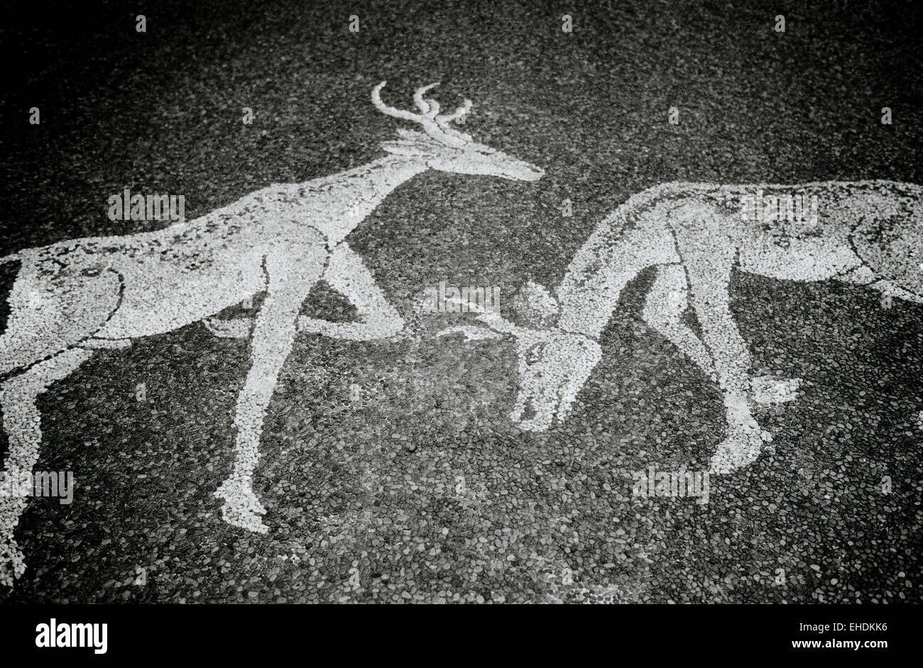 Deers of southeast asia hi-res stock photography and images - Alamy