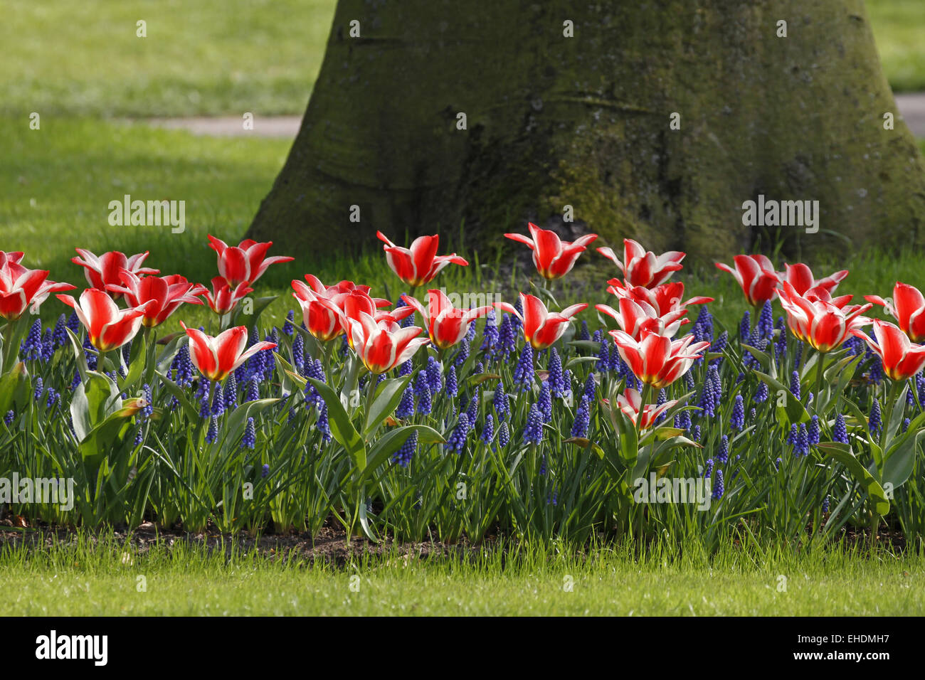 Tulips with hyacinths in spring Stock Photo - Alamy