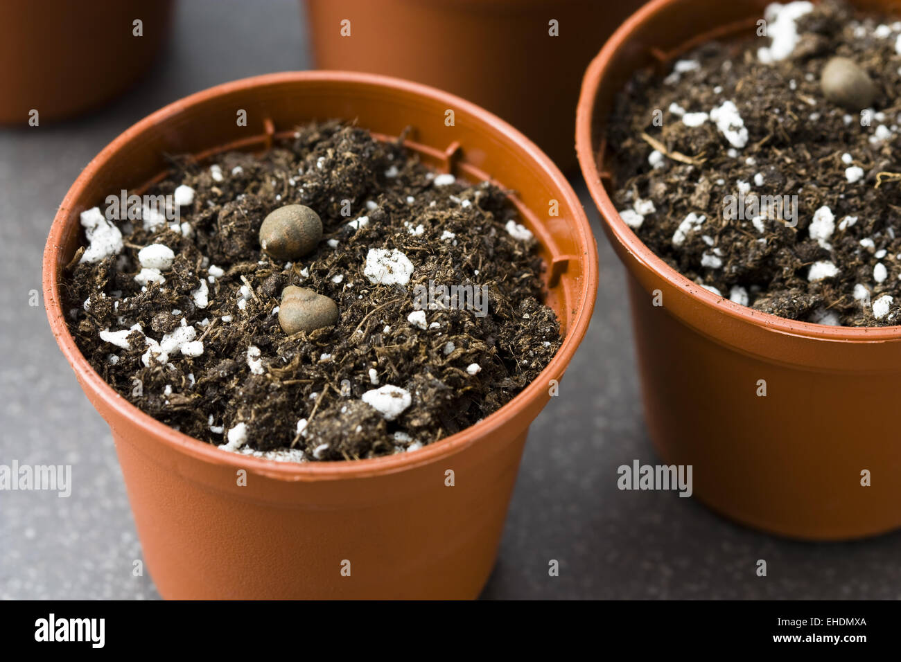 Anzucht Blumenerde High Resolution Stock Photography and Images - Alamy