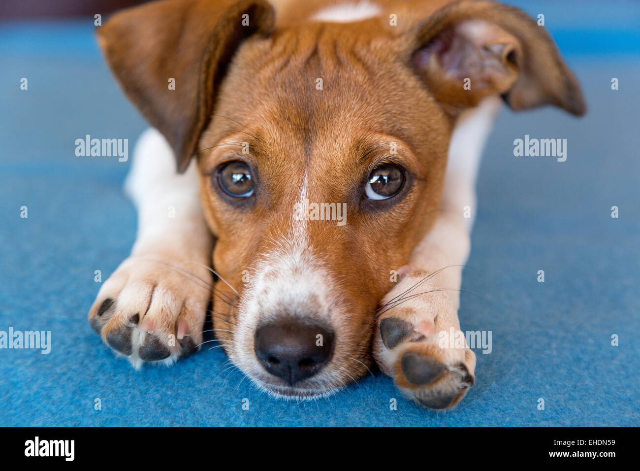 Mixed breed puppy laying her head between her paws Stock Photo