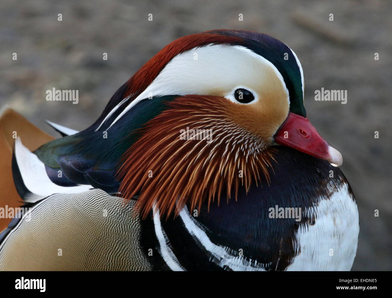 Male Mandarin Duck (Aix galericulata) portrait Stock Photo - Alamy