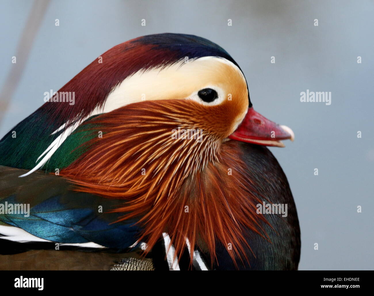 Male Mandarin Duck (Aix galericulata) close-up portrait, seen in profile. Stock Photo