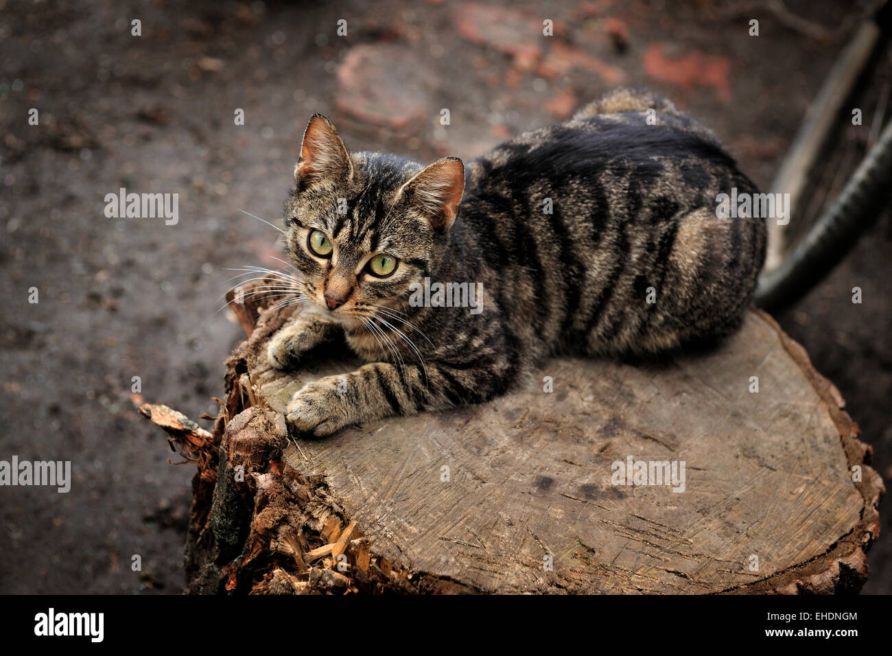 cat, animal, outdoor,animals, cat, ear, emotion, empty, expression, eyes, young, domestic, domestic animal, domestic cat, domestic cats, natur, Stock Photo