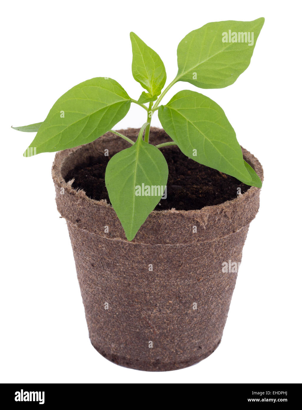 young hot pepper plant Stock Photo