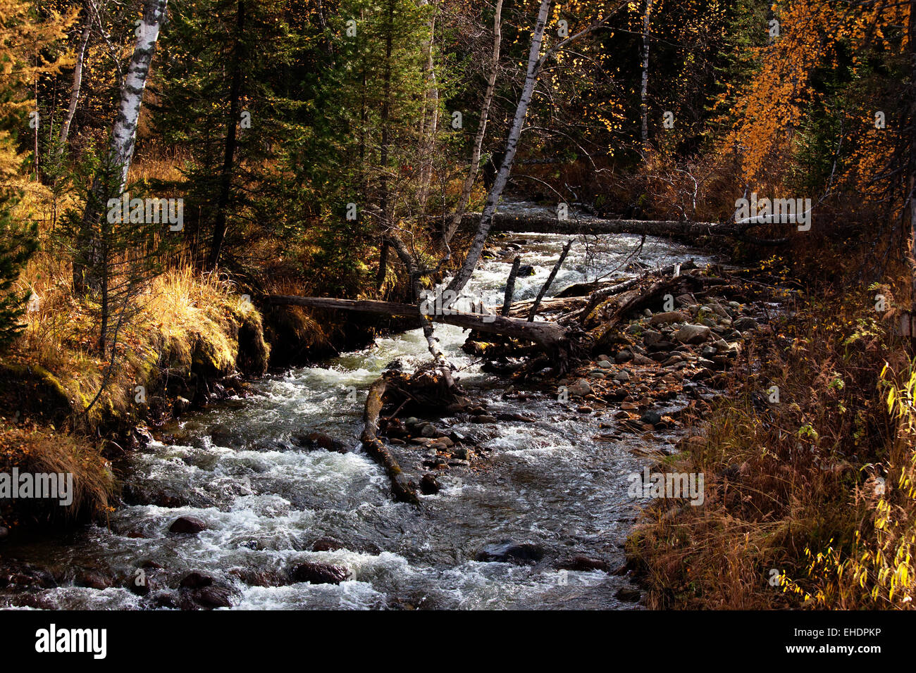 River in autumn forest Stock Photo - Alamy