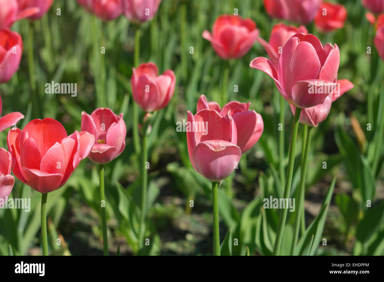 Red Tulip at Spring Stock Photo - Alamy
