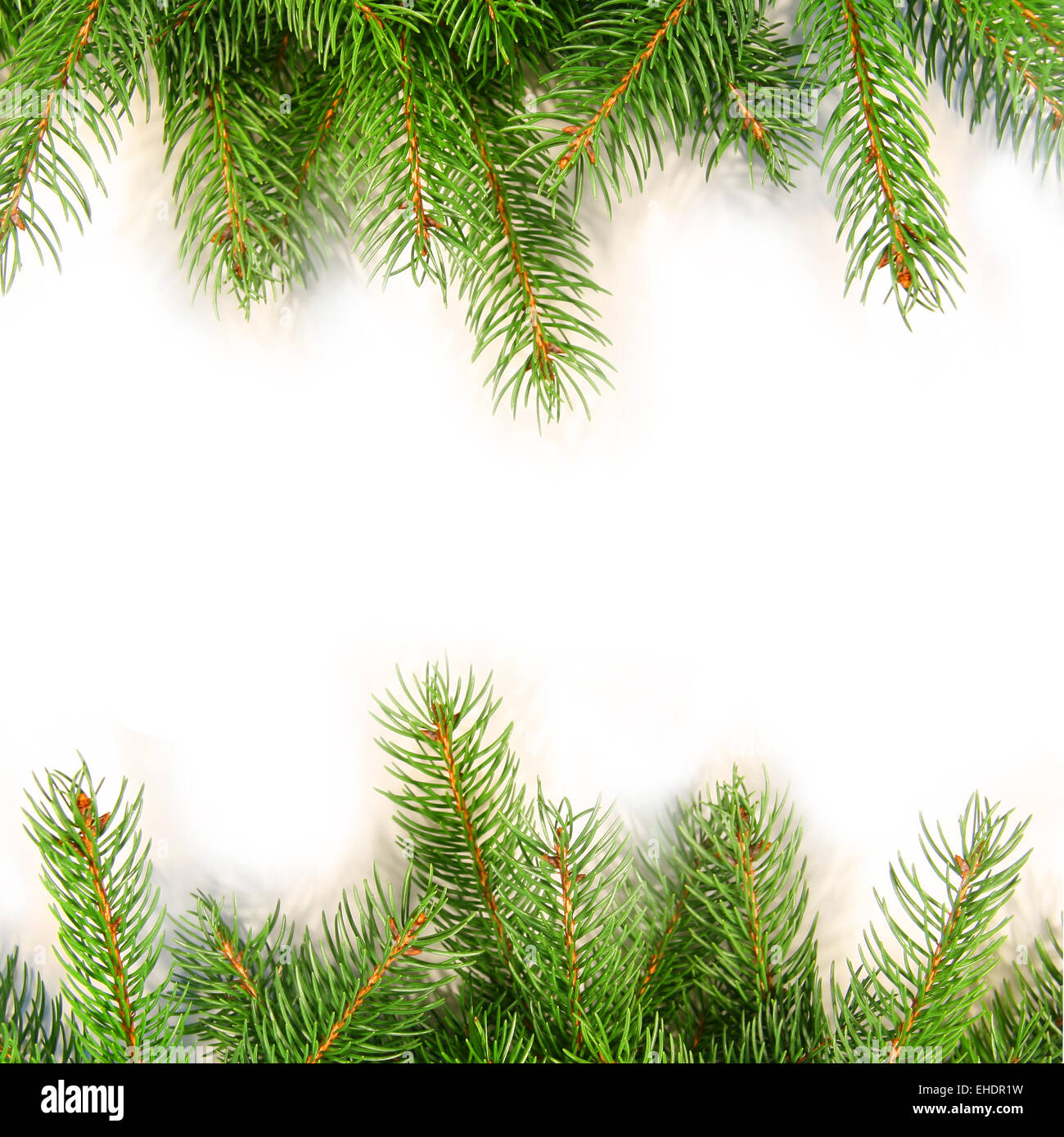Pine branches isolated on white Stock Photo - Alamy