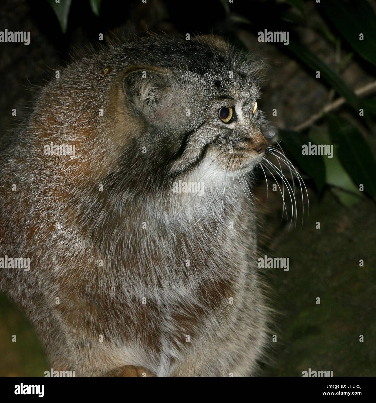 Central Asian  Pallas's cat or manul (Otocolobus manul, Felis manul) Stock Photo