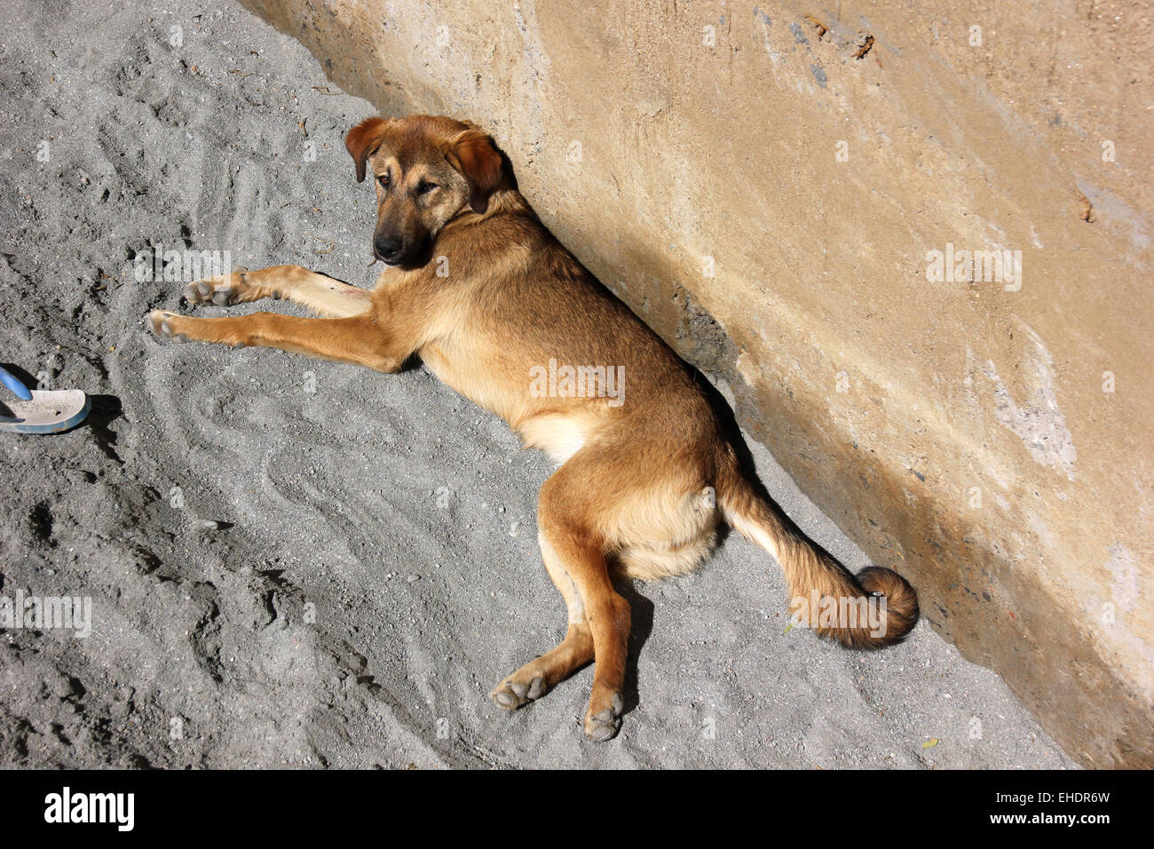 Himalayan puppy store