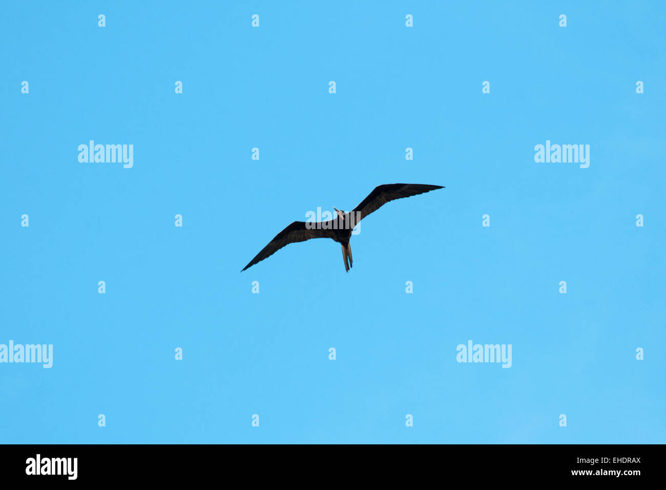 Magnificent Frigatebird is with a wingspan up to 2.4 meter an excellent glider living in the Americas. Stock Photo