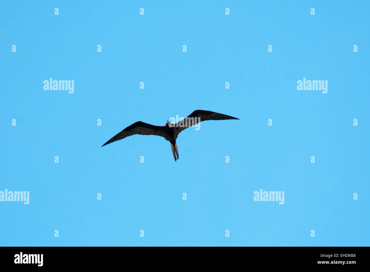 Magnificent Frigatebird is with a wingspan up to 2.4 meter an excellent glider living in the Americas. Stock Photo