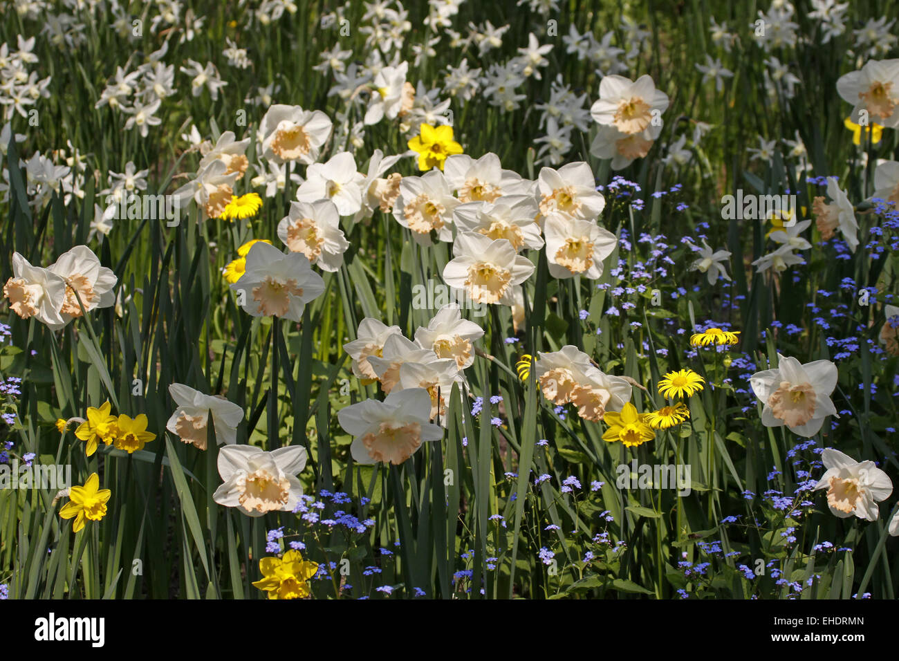 Daffodils with Stock Photo Alamy