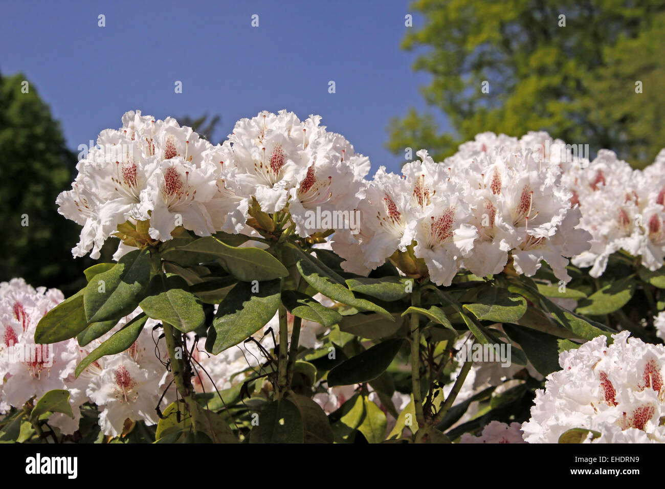 Rhododendron blooms hi-res stock photography and images - Alamy