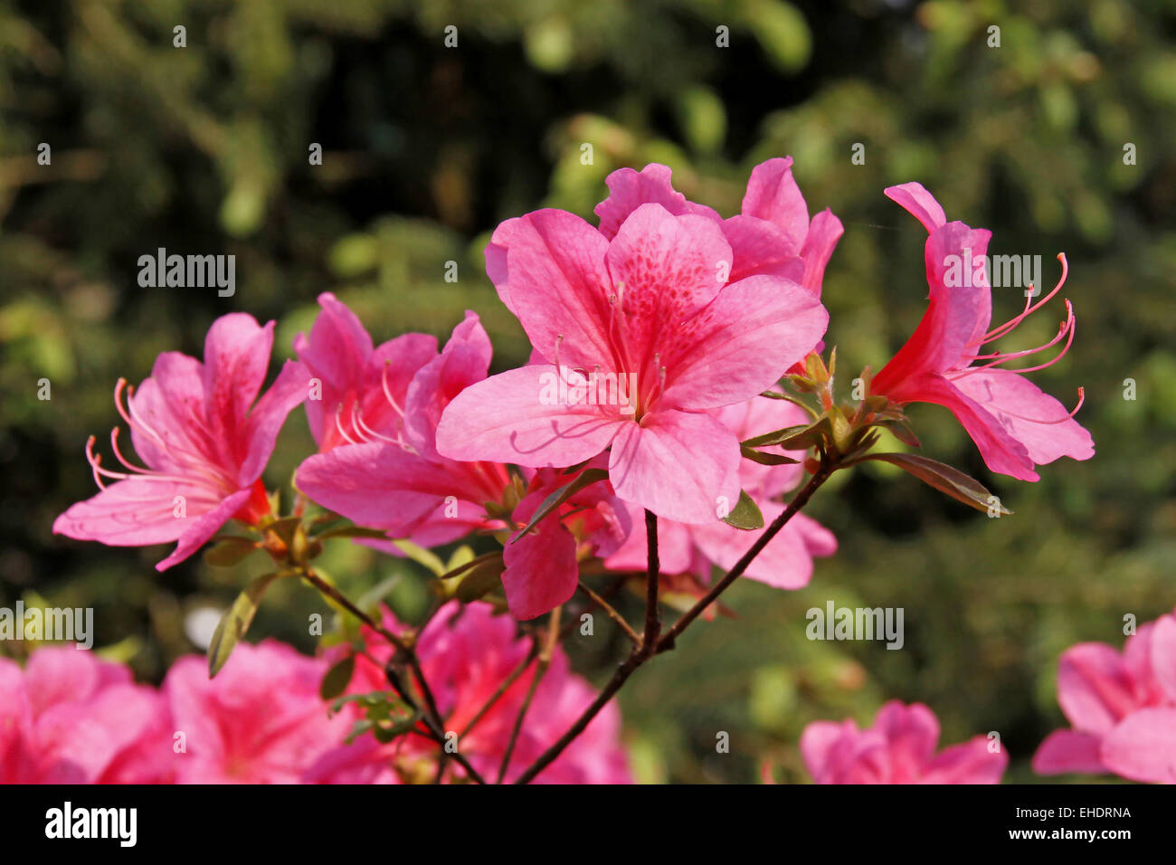 Japanese azalea rhododendron japonicum hi-res stock photography and ...