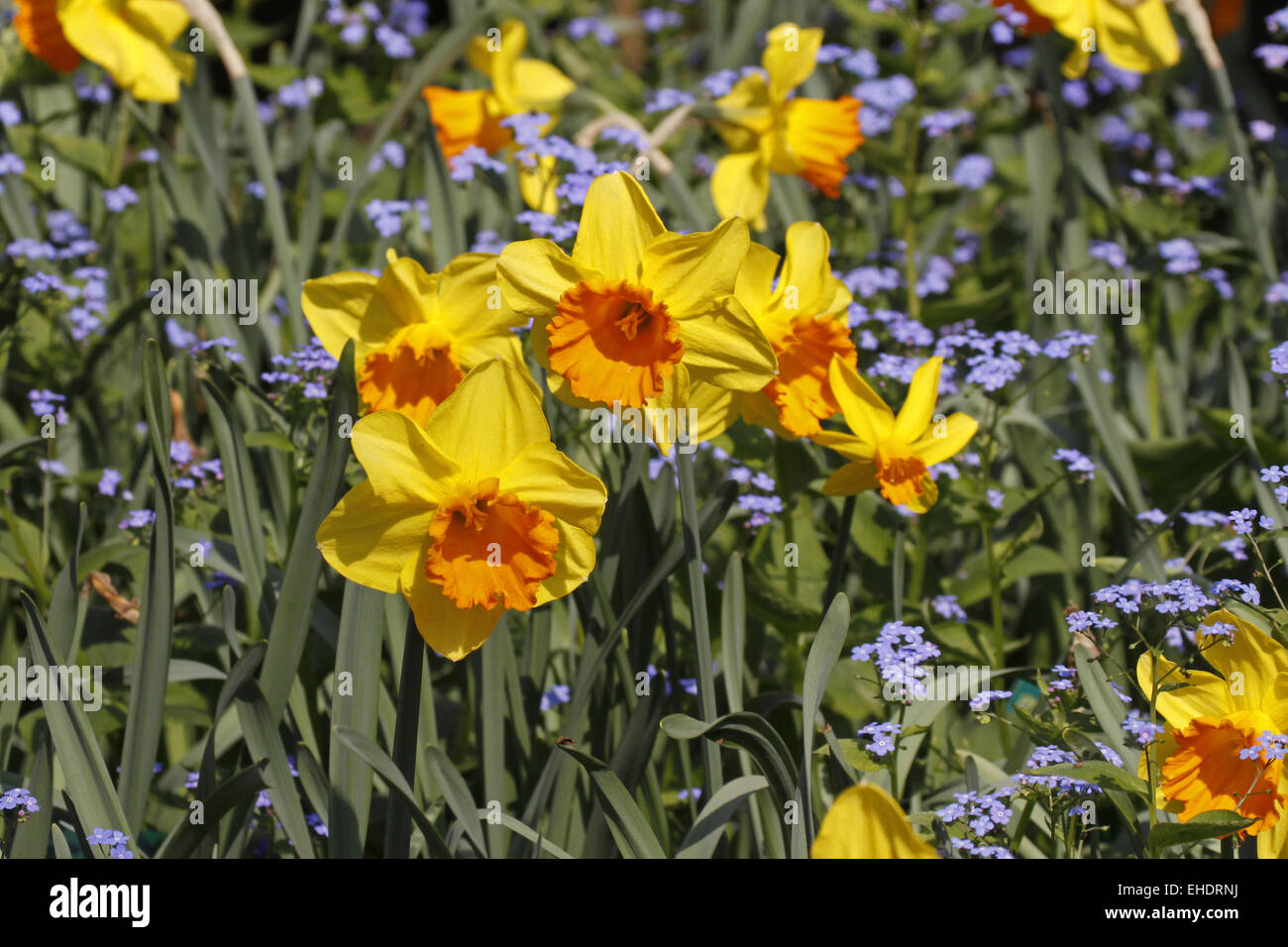 Daffodils and Stock Photo Alamy