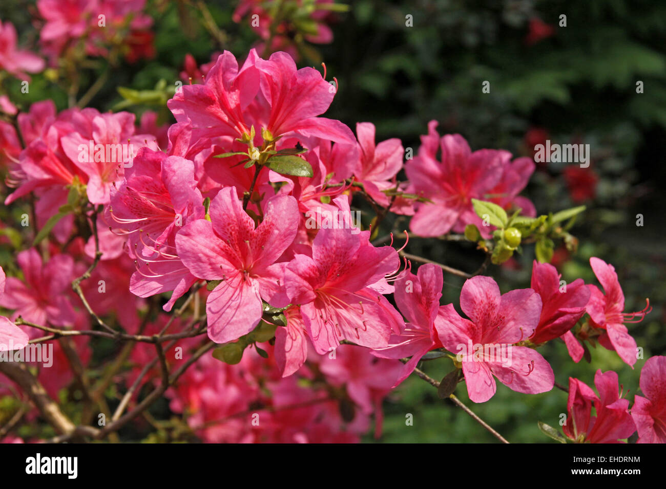 Japanese azalea rhododendron japonicum hi-res stock photography and ...