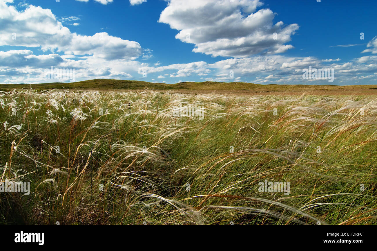 Feather grass Stock Photo