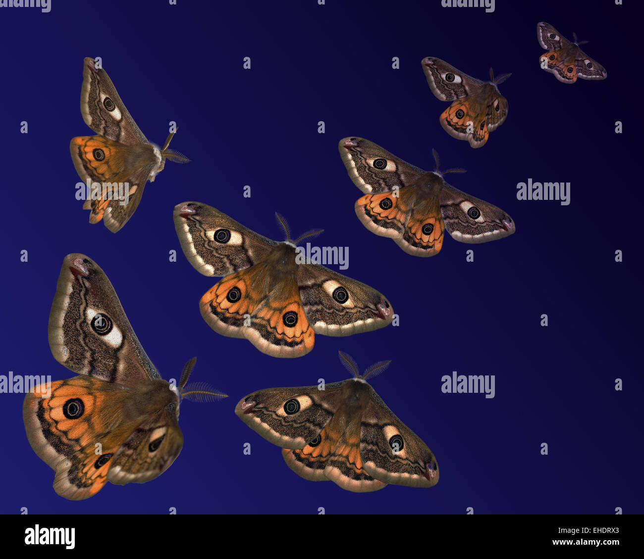 Moths flying hires stock photography and images Alamy