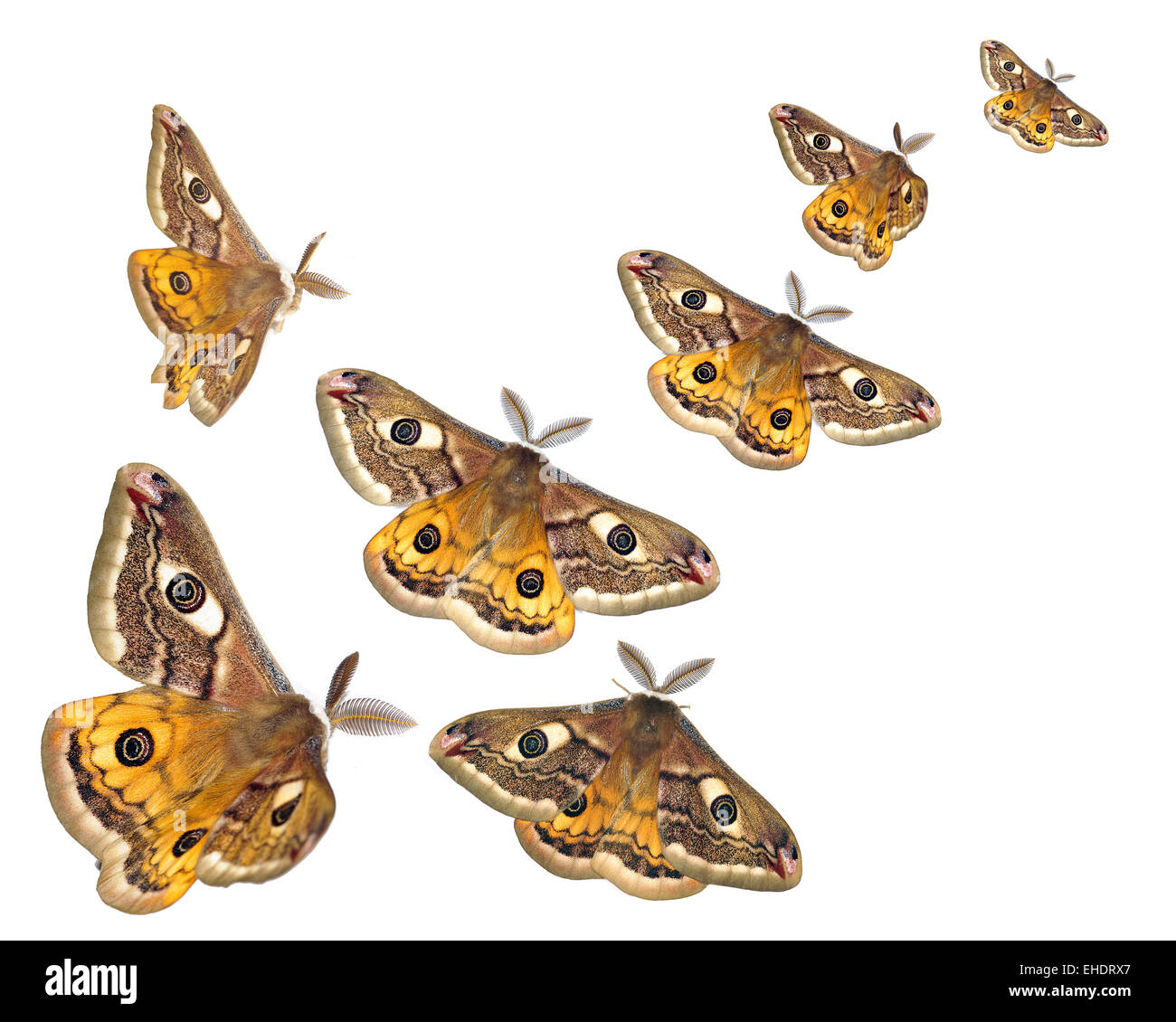 Moths (Saturnia pavoniella) flying isolated on white Stock Photo Alamy