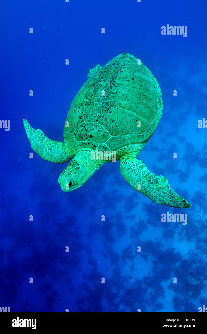 sea green turtle Stock Photo