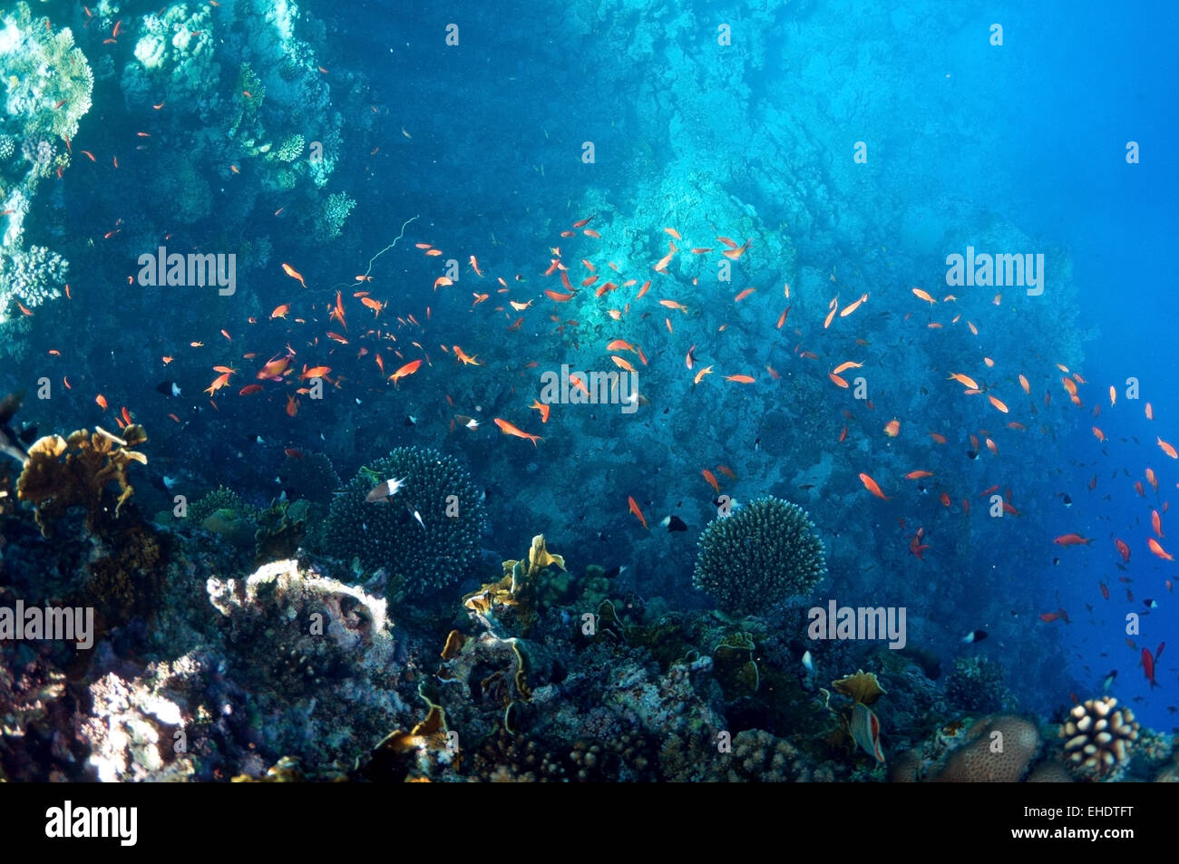 underwater landscape Stock Photo