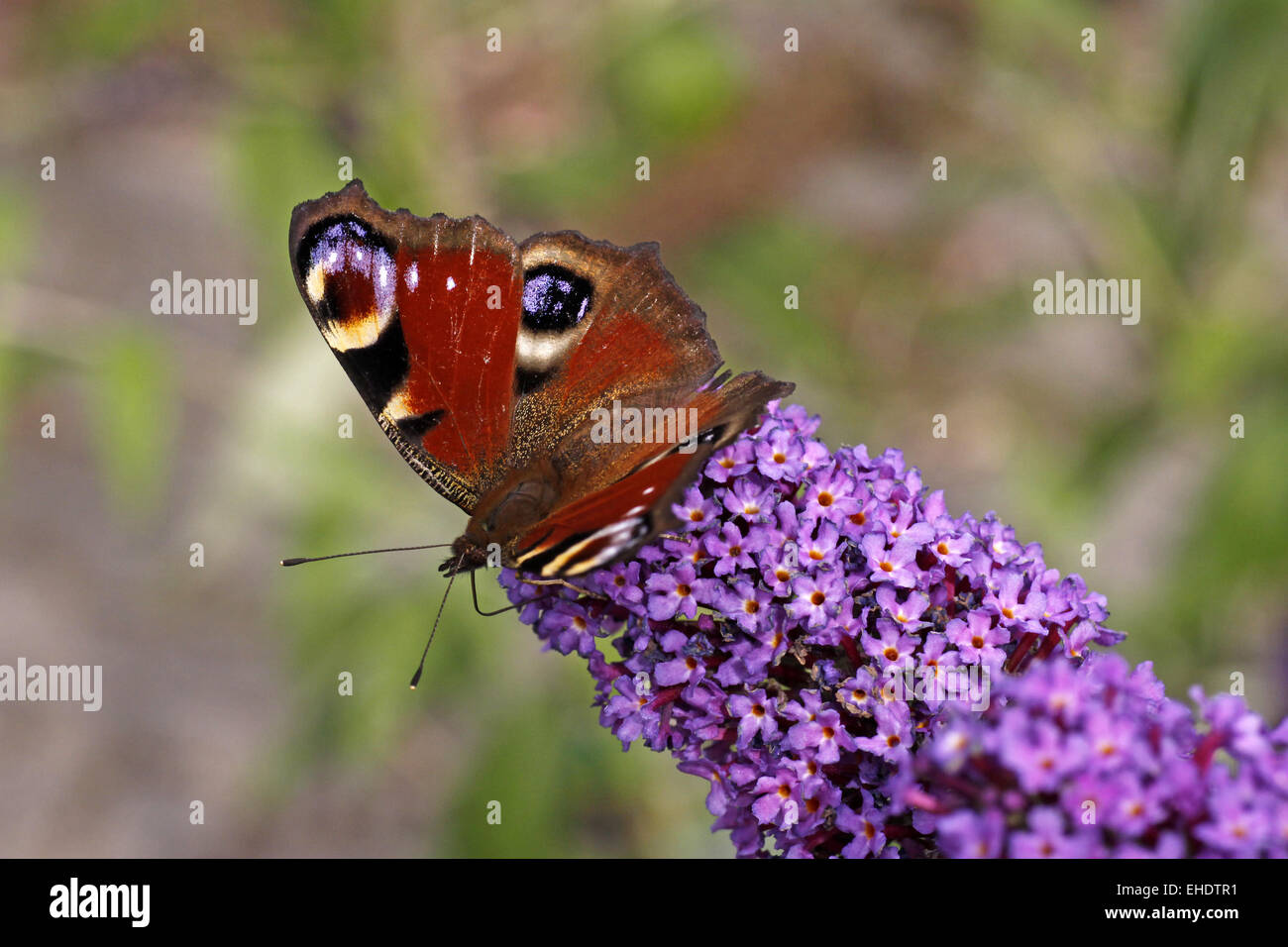 European Peacock on Buddleja Stock Photo - Alamy