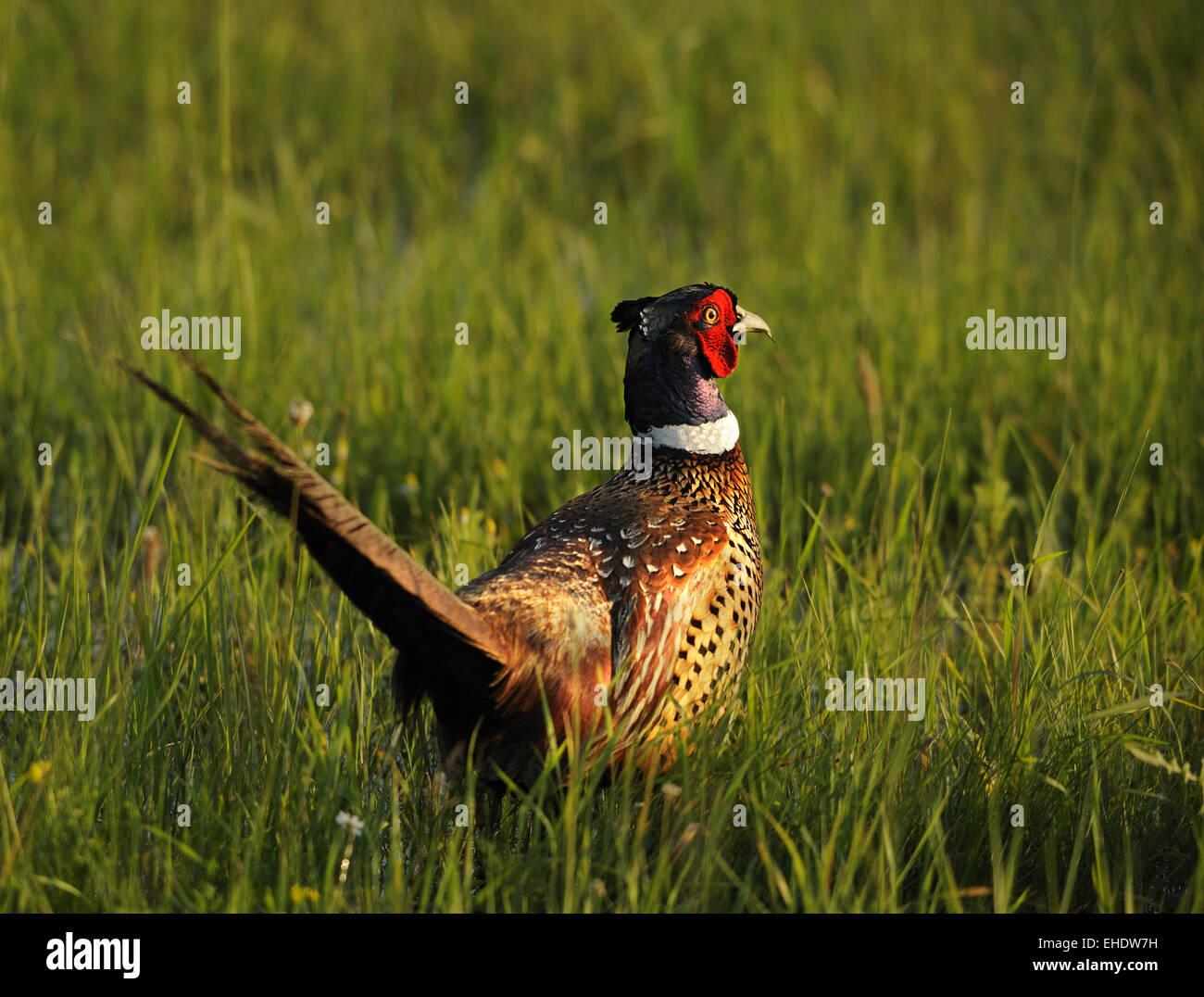 Pheasant Stock Photo