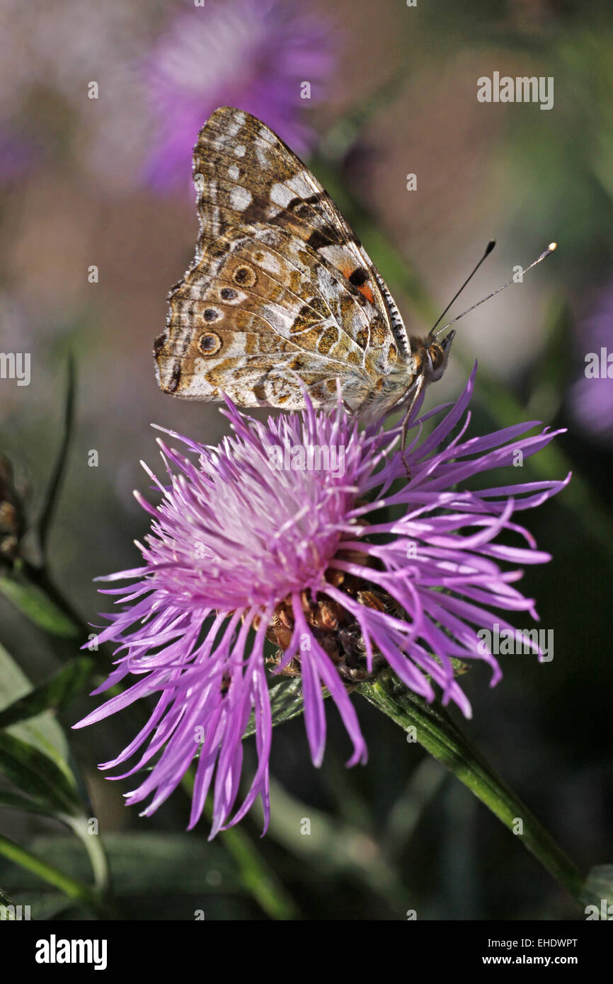 Painted Lady Stock Photo