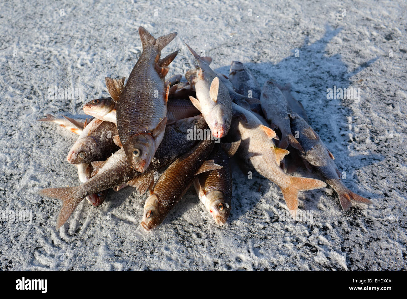 Winter fishing - caught fish on ice Stock Photo - Alamy