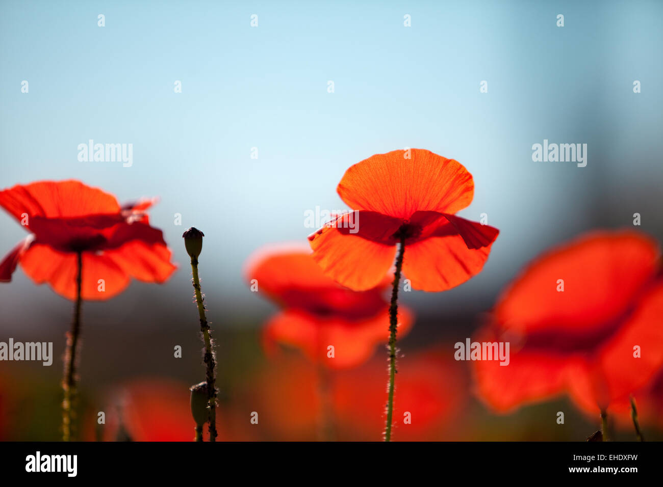Mohnblumen Papaver rhoeas Stock Photo - Alamy