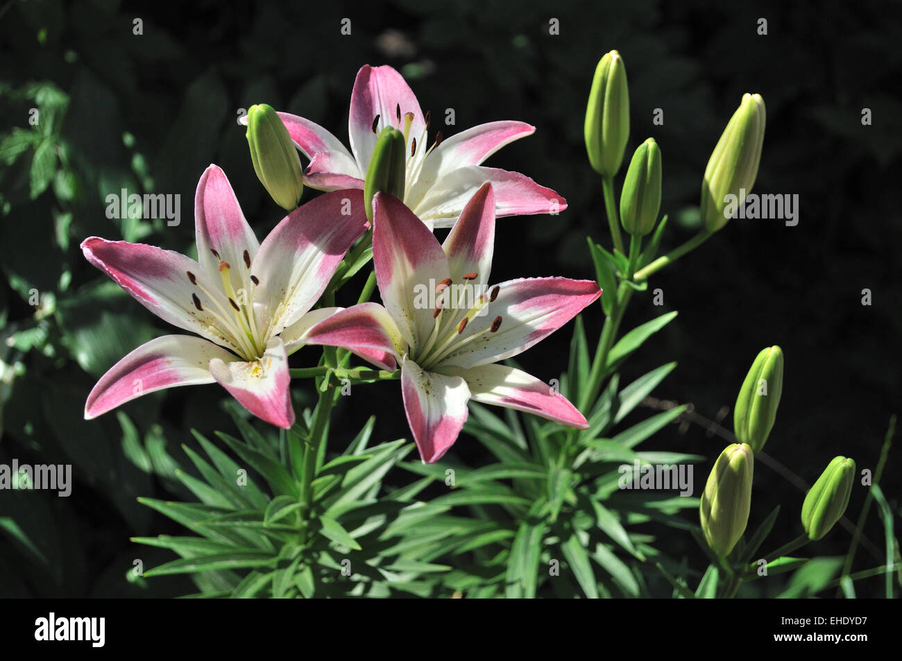 Blooming pink lilies on black background Stock Photo - Alamy