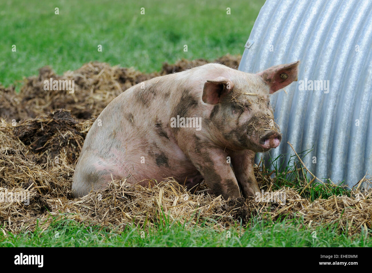 Pig on a organic farm in england UK europe Stock Photo