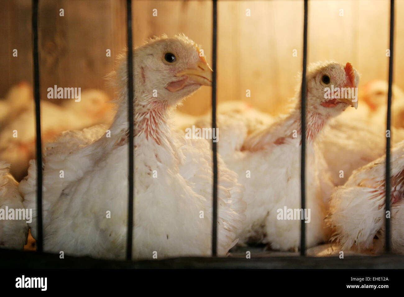 A close up of two hens in a coop on a chicken farm Stock Photo Alamy