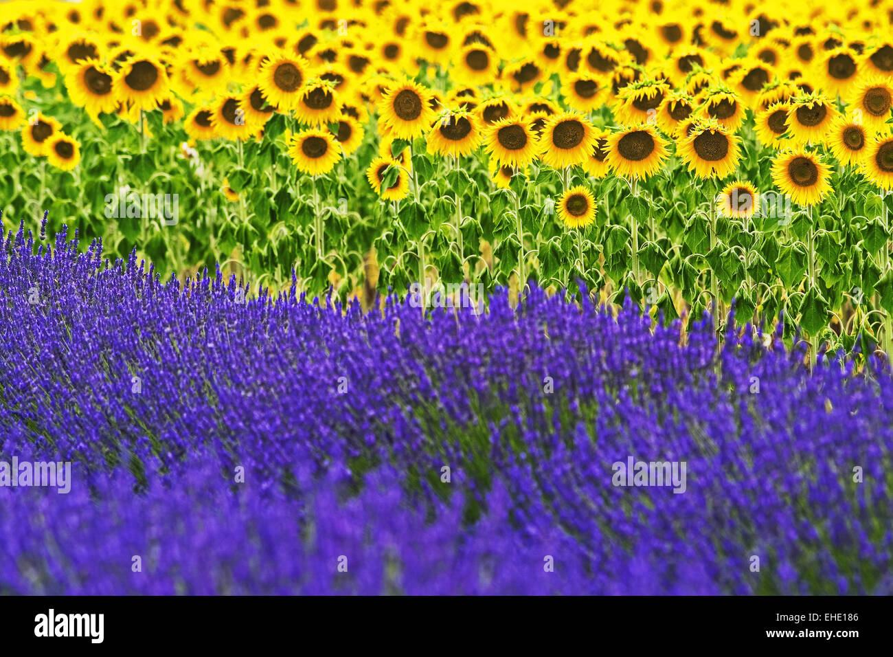 sunflowers and lavender, Provence, France Stock Photo