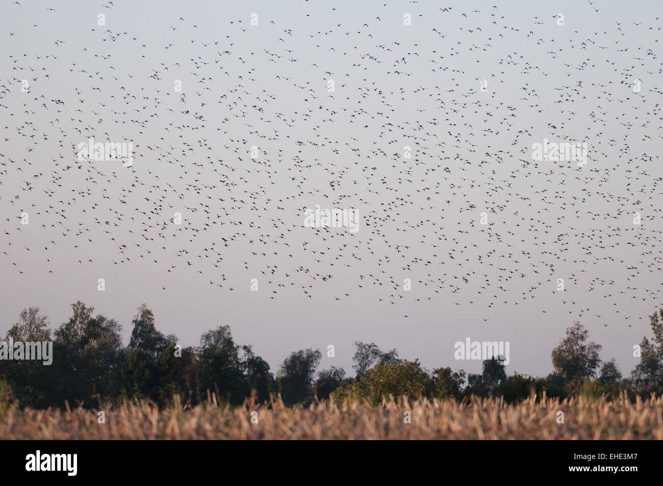 Birds in autumn Stock Photo