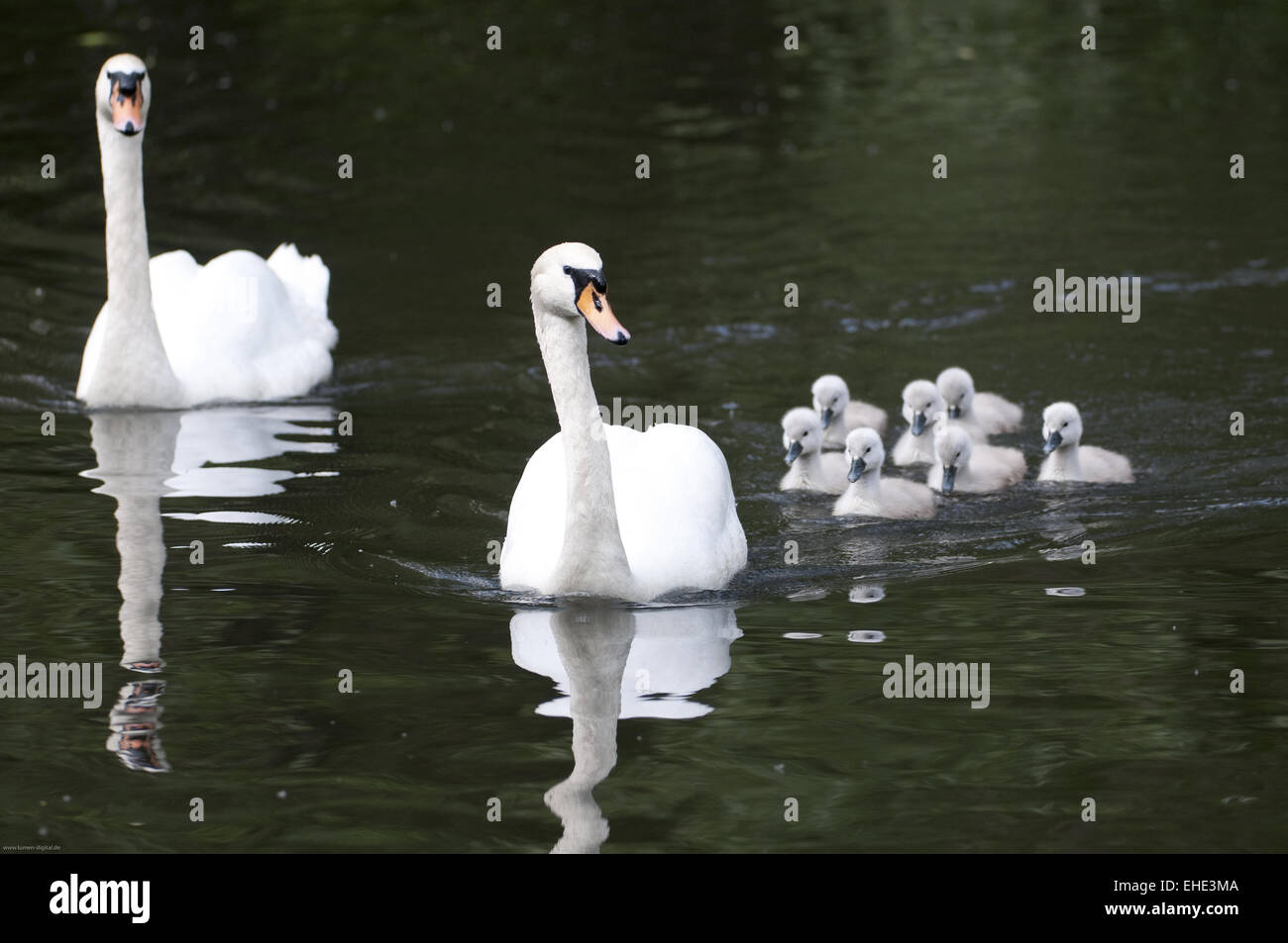 Swan family Stock Photo