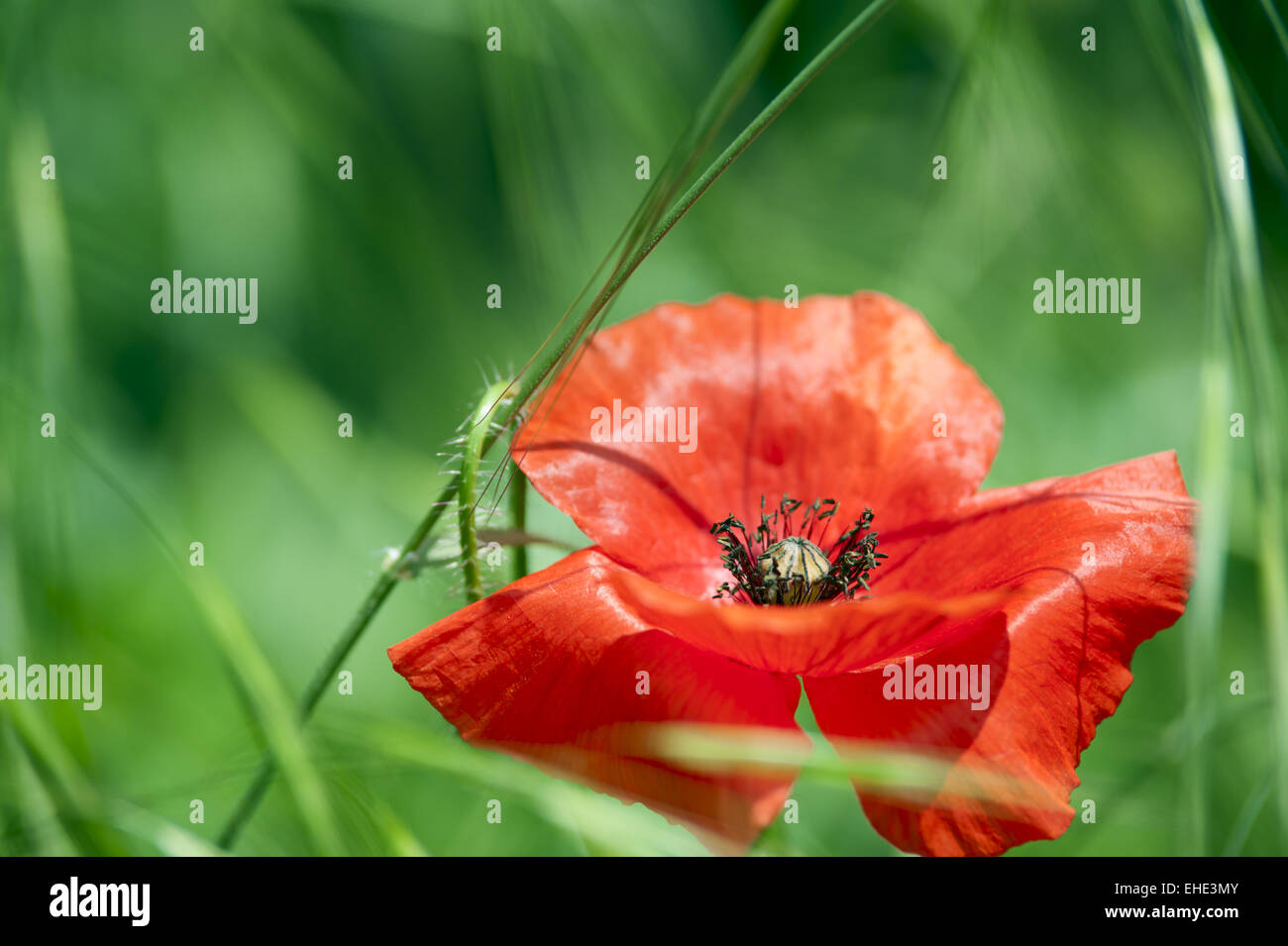 Types of poppies hires stock photography