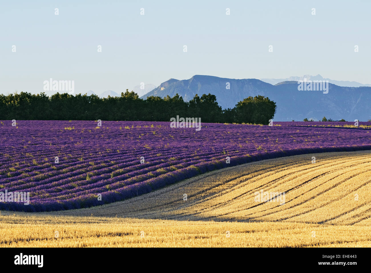 Plateau de Valensole, Provence, France Stock Photo