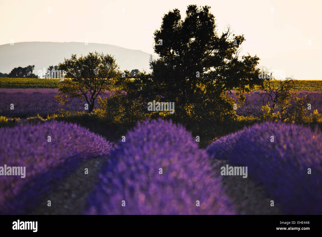 Plateau de Valensole, Provence, France Stock Photo