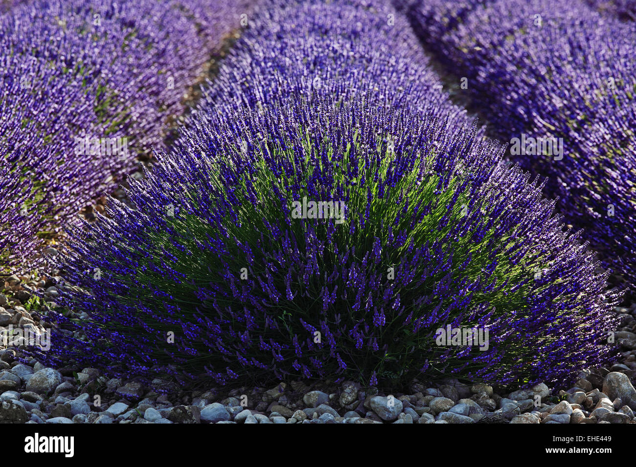blooming lavender, Provence, France Stock Photo
