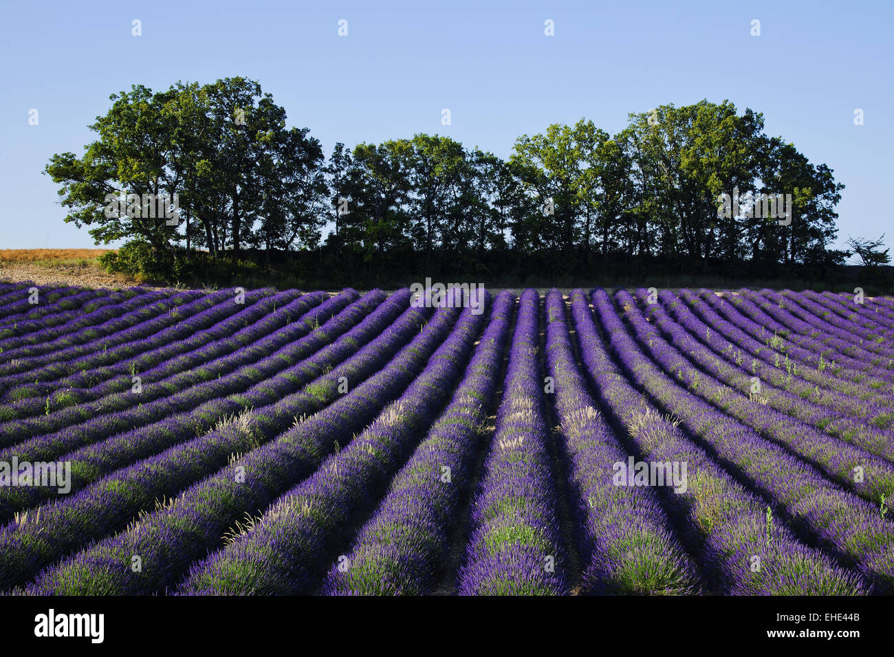 lavender field, Provence, France Stock Photo