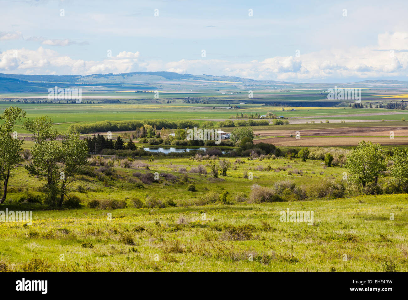 Canola fields and farmlands in Camas Prairie, Idaho County, Idaho during spring. Stock Photo