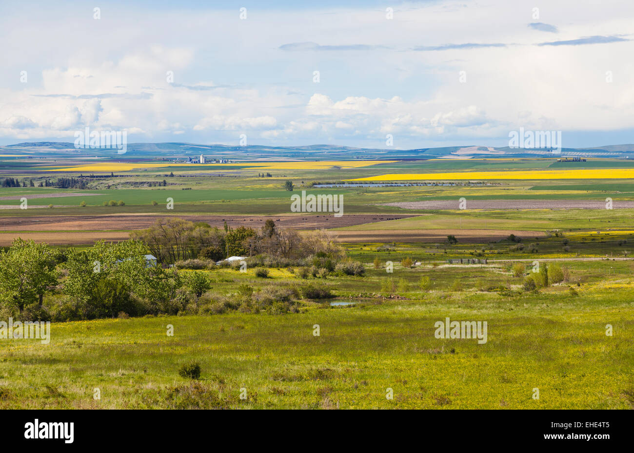 Canola fields and farmlands in Camas Prairie, Idaho County, Idaho during spring. Stock Photo