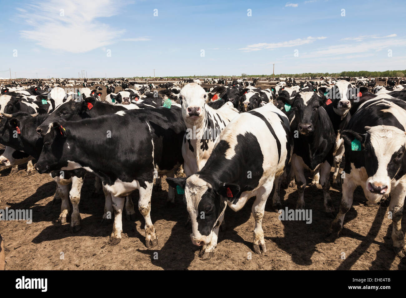 Holstein steers on feedlot to fatten up before being sent to a