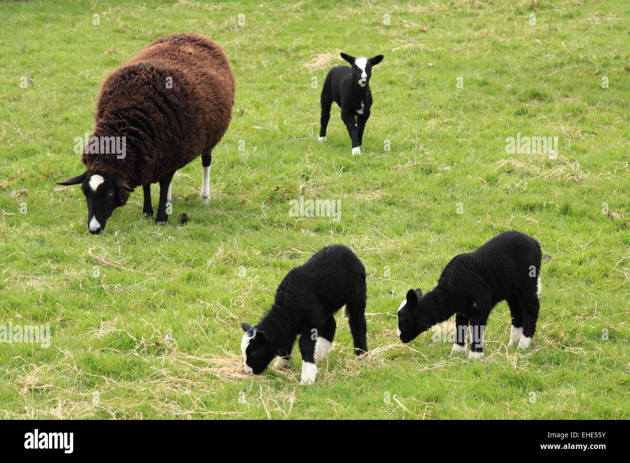 Zwartbles sheep / ewe & lambs / Austwick / Yorks Dales / Yorkshire / UK Stock Photo